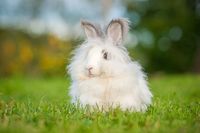 angora