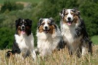 Australian Shepherd