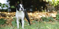 Boston Terrier