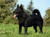 Schipperke