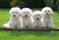 Bichon Fris&eacute;