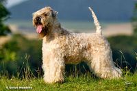 Irish Soft Coated Wheaten Terrier