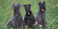 Kerry Blue Terrier