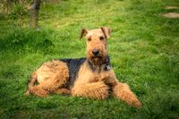 Airedale Terrier