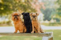 Belgischer Griffon