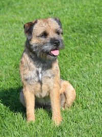 Border Terrier