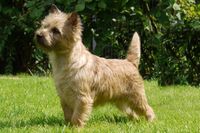 Cairn Terrier