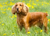 Cocker Spaniel