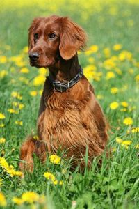 Irish Red Setter