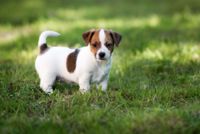 Jack Russel Terrier