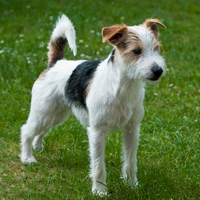 Parson Russel Terrier